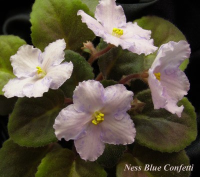 Первое цветение!