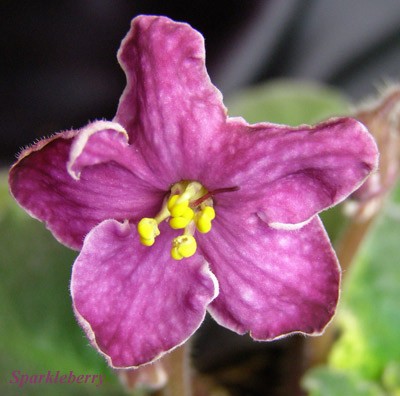 Только сегодня открылся, не удержалась, сфоткала :-)