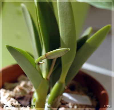 Бутон раскрывается