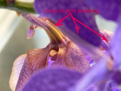 растущая семенная (?) коробочка