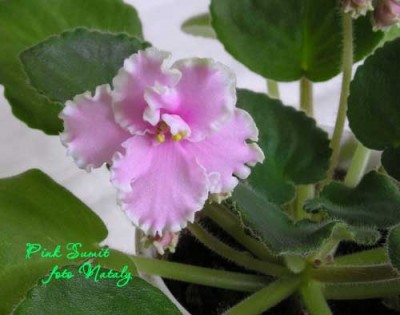 тоже первое цветение