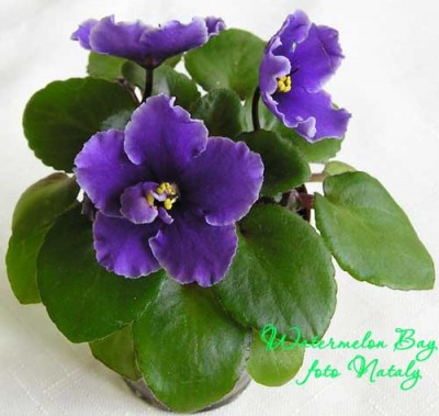 новосел, выращен не мною