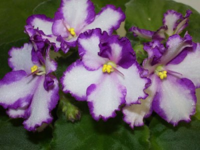 Это первенец :)