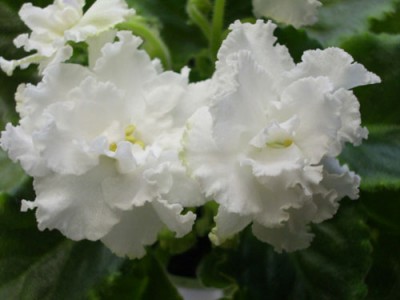 Свадебный Букет - самый любимый из белых сортов!