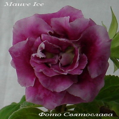 Mauve Ice2.jpg