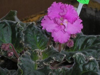 Apache Freedom - первое цветение