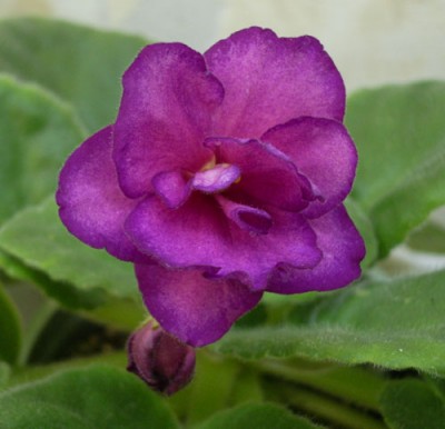 Marie Lorrain - и эта красавица порадовала первым цветением