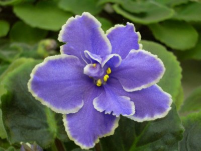 Caribbean Blue  цвет передался очень точно, именно голубой