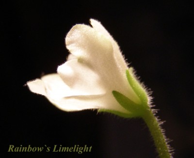 RainbowsLimelight.jpg