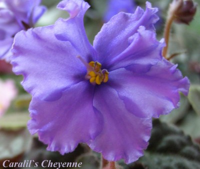 CaralilsCheyenne.jpg