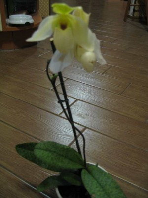  полный рост.jpg