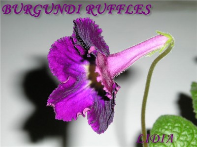 Burgundi ruffles.jpg