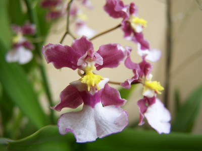 Oncidium hybr. “Profusion”.jpg