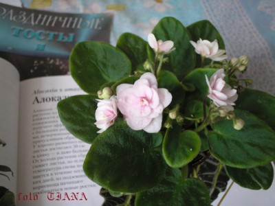 А это моя первая минька. Я её купила в свой день рождения.