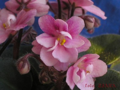 Любимая - крупным планом