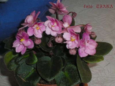 Это моя любимая минька