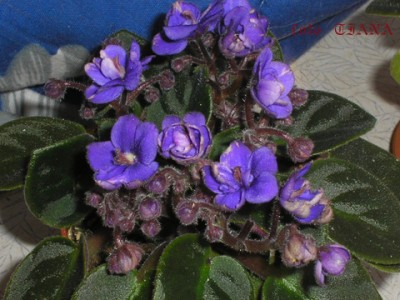 Эта минька такая же как у Светика