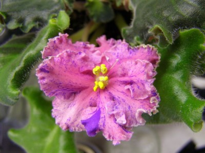 Почему то не сфоткала всю розетку... но так немного видно.