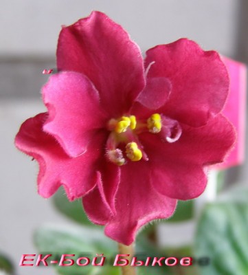 ЕК-Бой Быков<br />(цвет - это что-то!!!!)