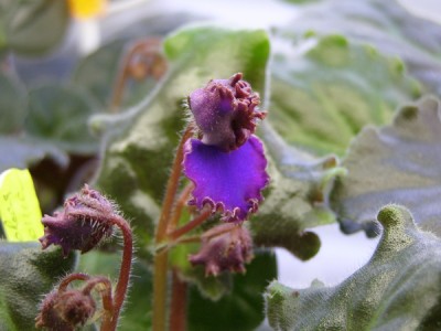 Неоновая Бабочка