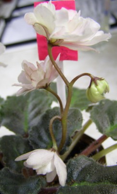 Торшер не желаете ли? :)))