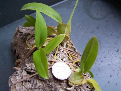 Oncidium globulifum.jpg