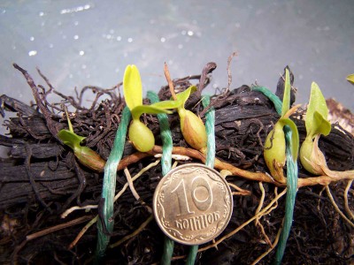 Dinema polybullon.jpg