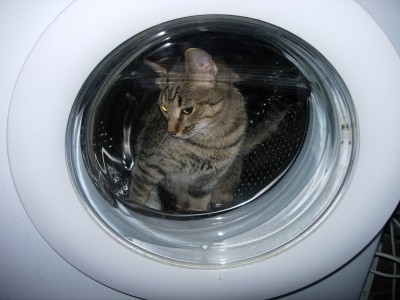 Мурка в стирке :)