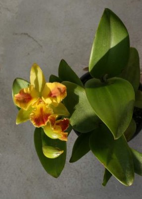 cattleya.JPG