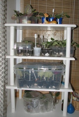 Детский сад на подоконнике