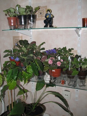 Первые поселенцы :)))