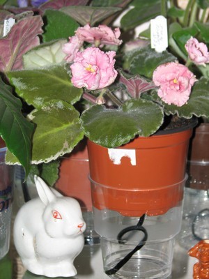 На полках  живут не только фиалки...заяц и красавец Ness orange pekoe, подаренный Мариной (Раскидайкой)