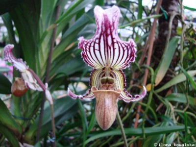 Paphiopedilum fairieanum.jpg