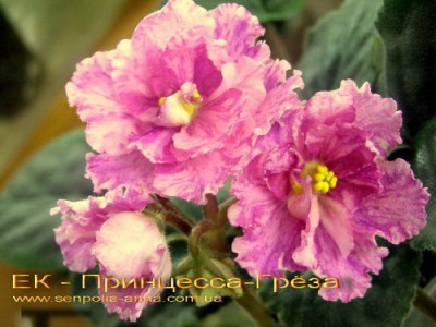 &amp;quot;Крупные розовые полумахровые цветы с яркими &amp;quot;&amp;quot;разливами&amp;quot;&amp;quot; малиново-пурпурного фэнтези. Средне-зелёная розетка.&amp;quot;