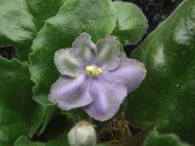 Цветы при роспуске имеют лавандово-голубую окраску вскоре появляются серые шелковистые полоски, по мере взросления они становятся зеленоватыми, в последущие 2-3 месяца окрашиваются в зелёные тона. Удлинённая тёмная листва. Новинка – 2006 года.