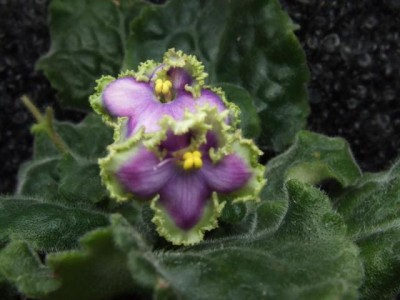 Оригинальнейшая фиалка! Простые акварельно-сиреневые анютки с густой зелёной рюшью! Интенсивность окраса цветка зависит от условия выращивания, но широкая бахрома есть всегда. Листва бахромчатая, средне-зелёная. Цветок опадающий, но держится на цветке дол