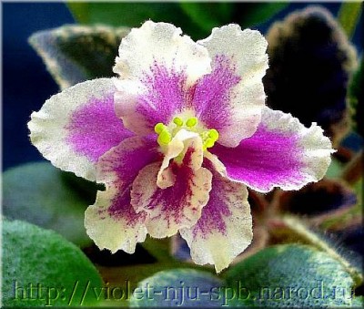 Полумини. Крупные простые кристально-белые цветы со слегка волнистыми лепестками. Пестрая листва. Необыкновенной красоты очень нежный выставочный сорт.