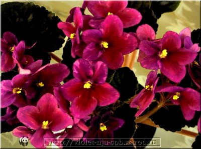 Крупные, простые и полумахровые, темные, бархатистые бургундско-красные анютины глазки с красными, исходящими из центра лучами, спускающимися к кончикам лепестков, плюс розовое и бургундское фэнтези. Обильнейшее(до 8 бутонов на цветоносе) цветение. Тёмная