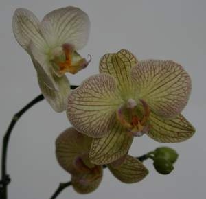 Жёлтый фалик с розовой сеткой