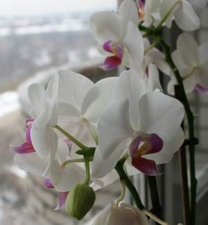 Белый фалик с розовой губой