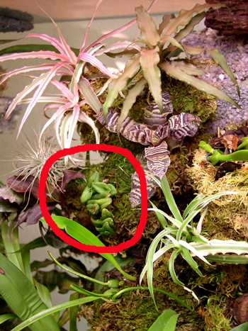 Epidendrum-schlechterianum выглядит так. Он вообще-то раза в два больше был, но я его на другой епидендрум поменял