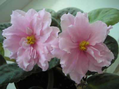 Super Duper Sorano.jpg