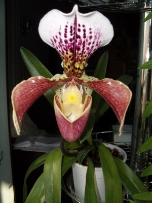 paph hibr 2007 11 18 sm.jpg