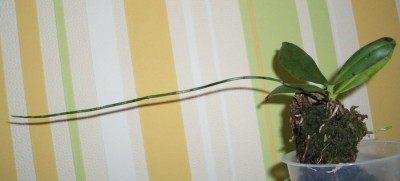 aerangis citrata 2007 11 16.jpg