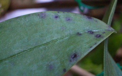 aerangis citrata 2007 11 18.jpg