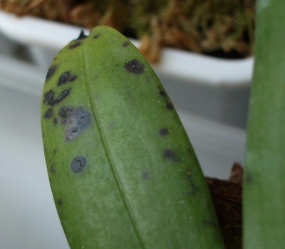 aerangis citrata 2007 11 17.jpg