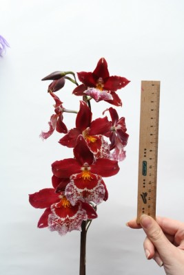 Vuylstekeara Cambria Plush