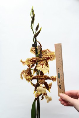 Degarmoara Flying High Hawaii