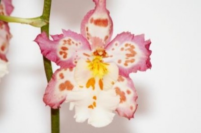 Крупный план