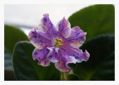 Костина фантазия